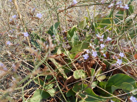 Plancia ëd Limonium narbonense Miller