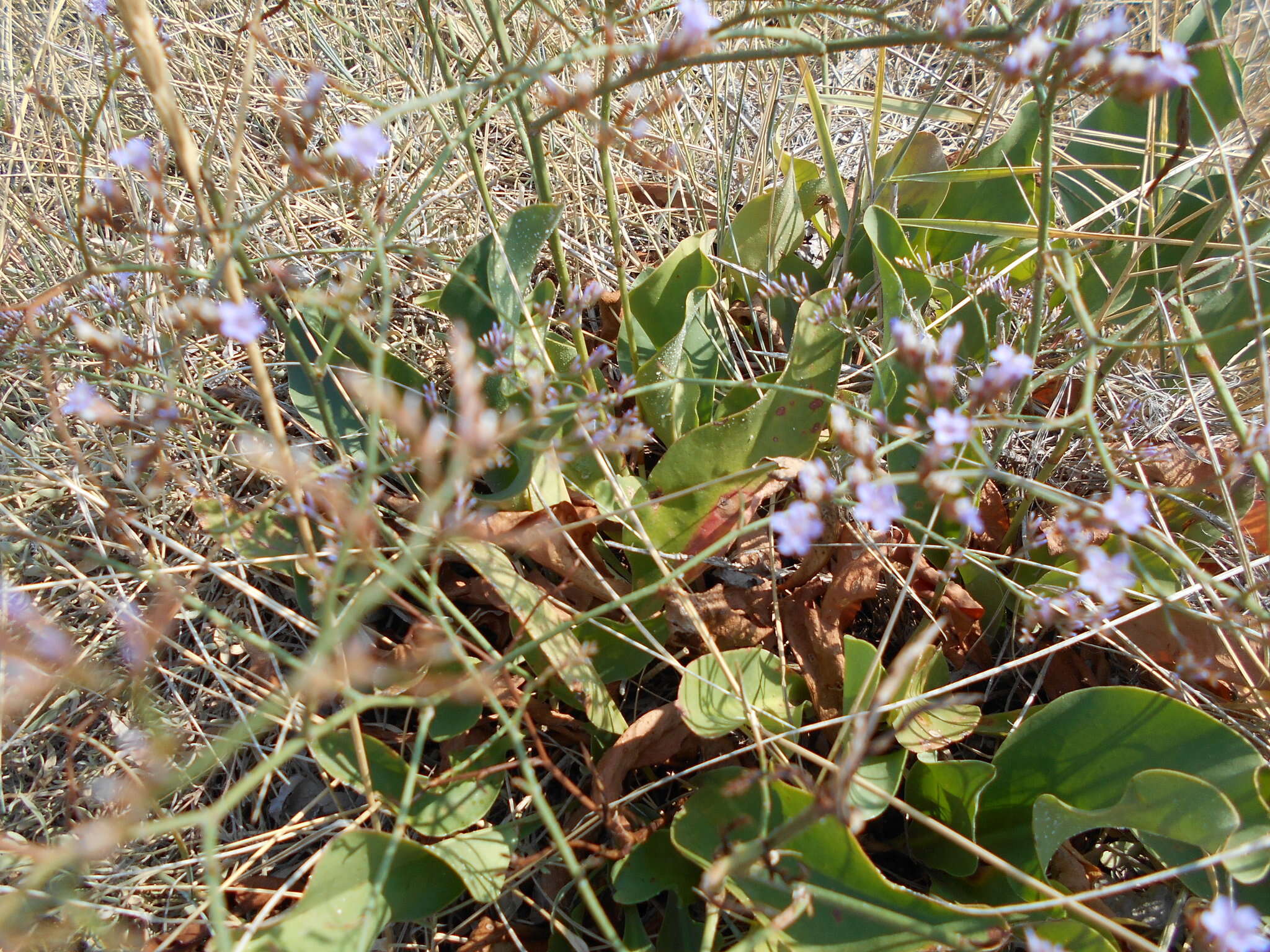 Limonium narbonense Miller resmi