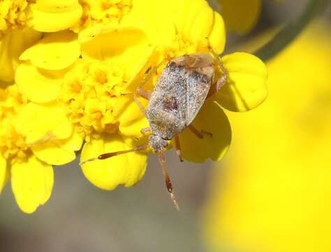 Слика од Pycnocoris