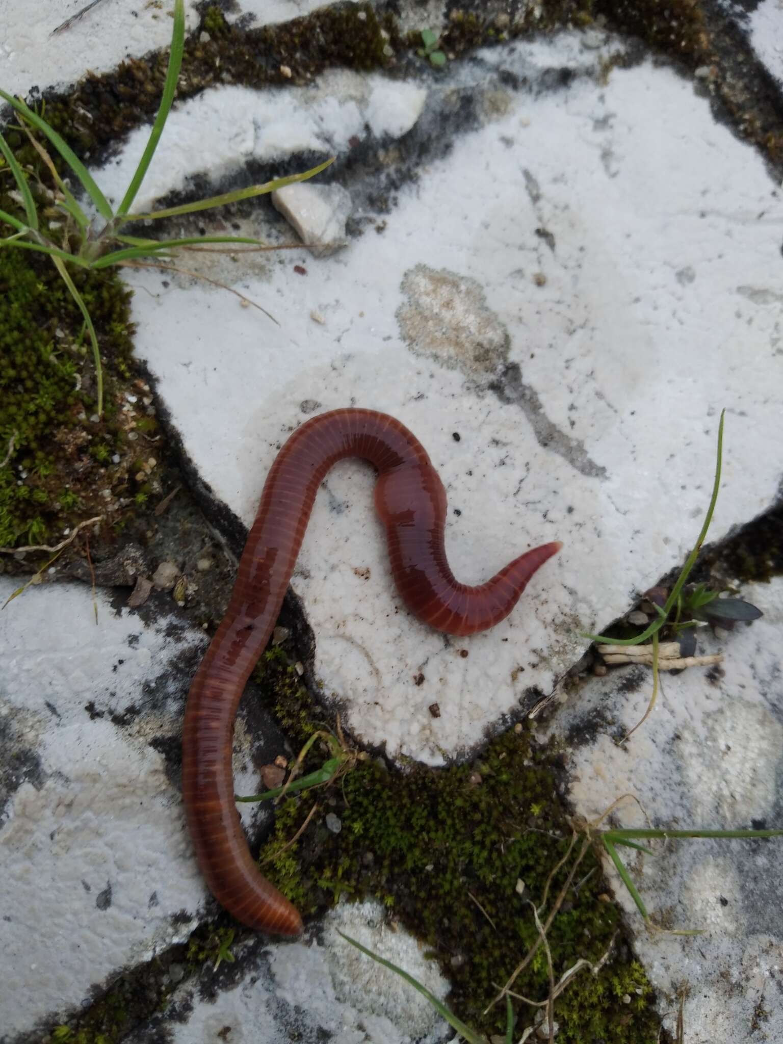 Image of Earthworm