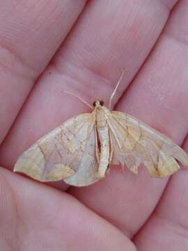 Image of Lesser Grapevine Looper Moth