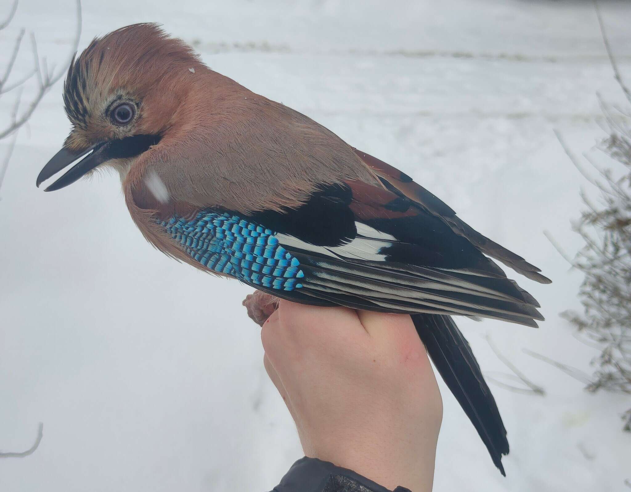 Image of Garrulus glandarius glandarius (Linnaeus 1758)