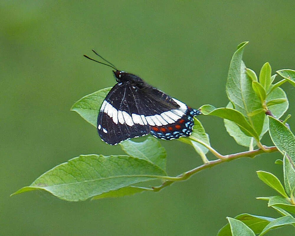 Imagem de Limenitis arthemis rubrofasciata Barnes & McDunnough 1916