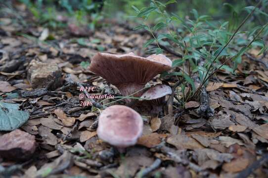 Image of Hygrophorus russula (Schaeff. ex Fr.) Kauffman 1918