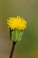 Image de Erigeron bloomeri A. Gray