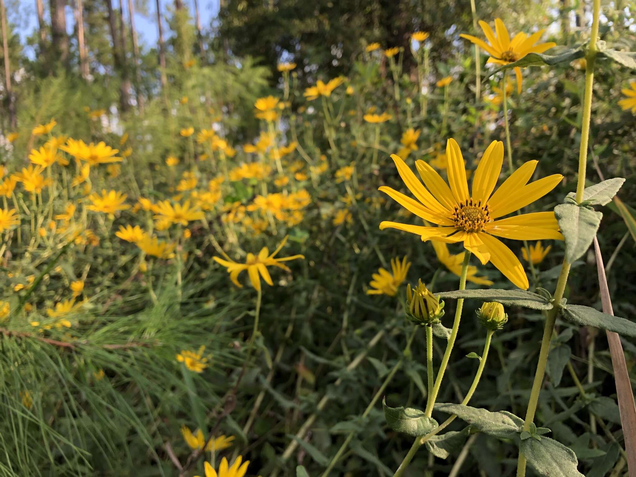 Image of Florida Sunflower