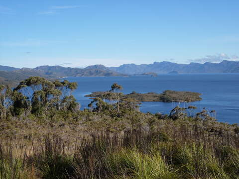 Image of Smithton peppermint gum