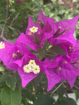 Слика од Bougainvillea glabra Choisy