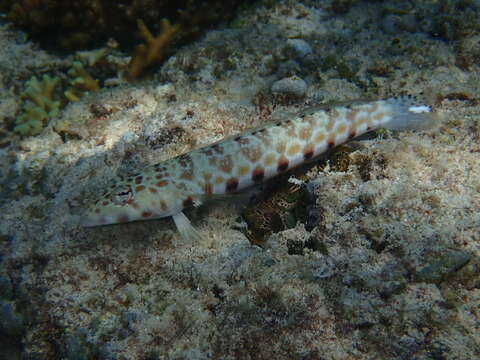 Image of Parapercis millepunctata