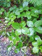 Image of Chloranthus quadrifolius (A. Gray) H. Ohba & S. Akiyama