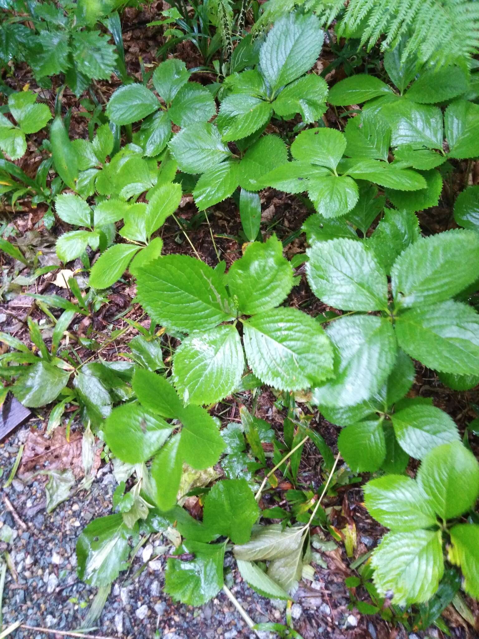 Image of Chloranthus quadrifolius (A. Gray) H. Ohba & S. Akiyama