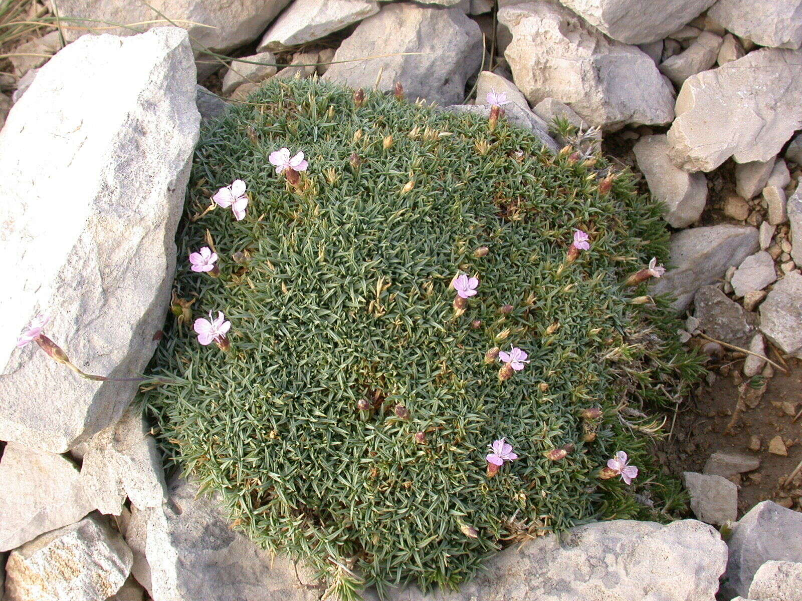 Image of Dianthus subacaulis Vill.