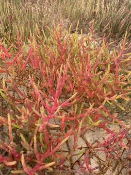 Слика од Salicornia meyeriana Moss