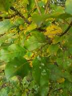 Image of Salix pyrolifolia Ledeb.