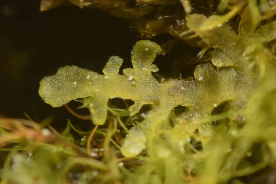 Image of Riccardia chamedryfolia (With.) Grolle