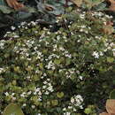 Image of Boronia parvifolia (Baker fil.) Duretto & Bayly