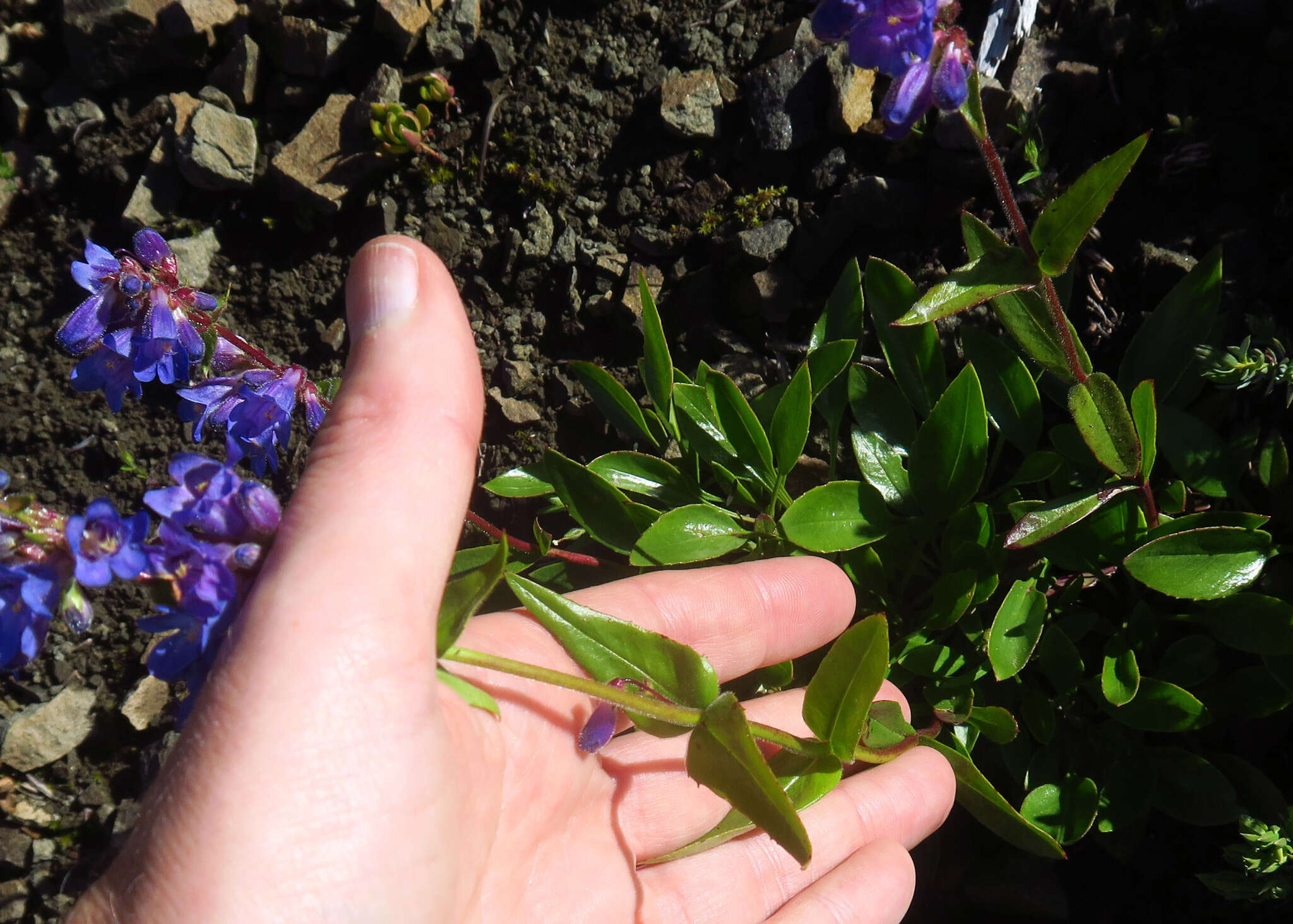 Image of finetooth beardtongue