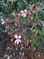 Image of Pelargonium crithmifolium J. E. Sm.