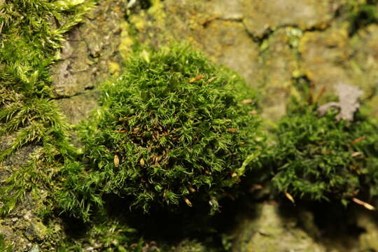 Image of crisped pincushion