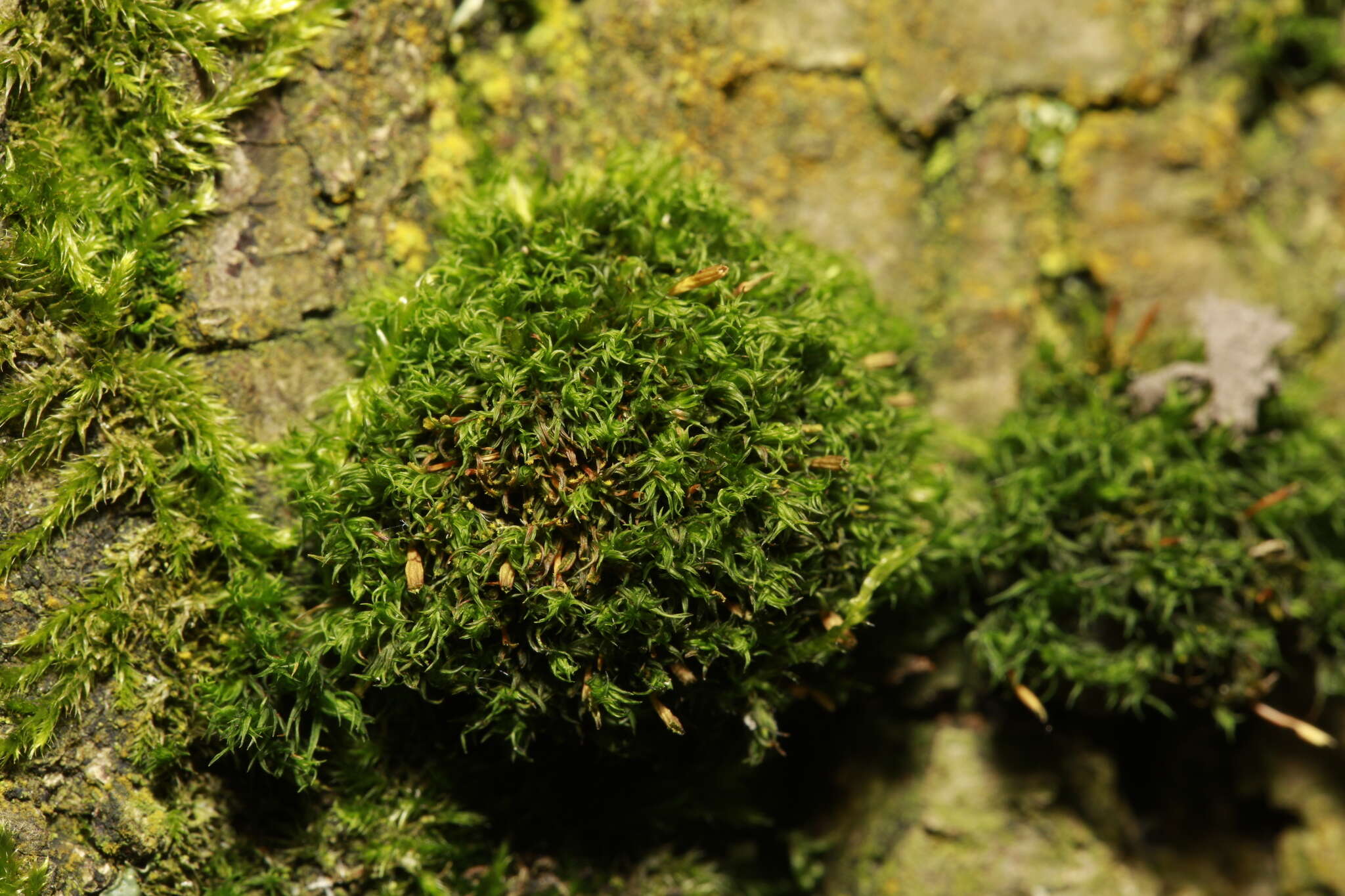 Image of crisped pincushion