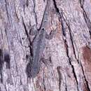 Image of Mocquard's Dwarf Gecko