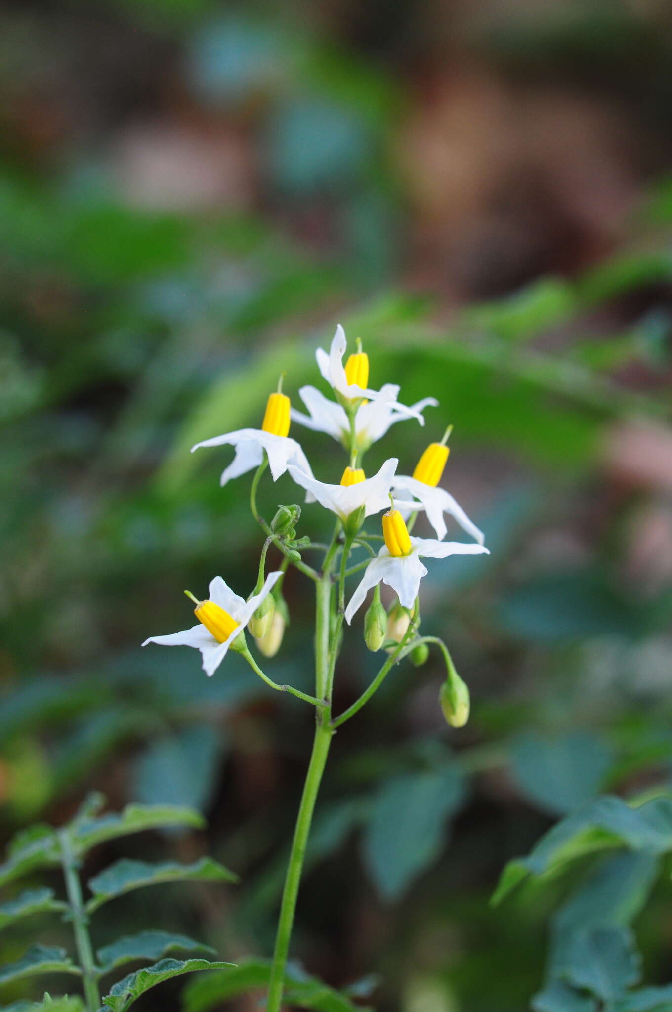 Image of Solanum chacoense Bitter