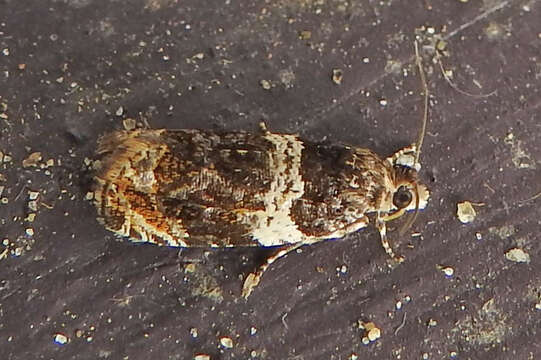 Image of Banded Olethreutes Moth