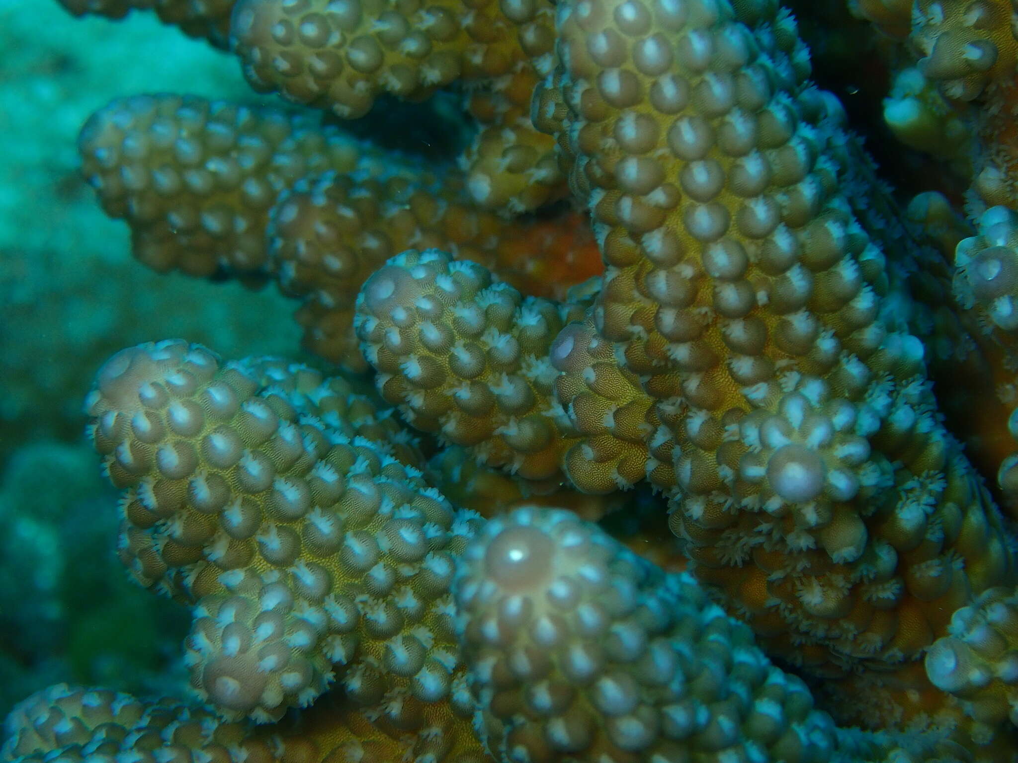 Image of Staghorn coral