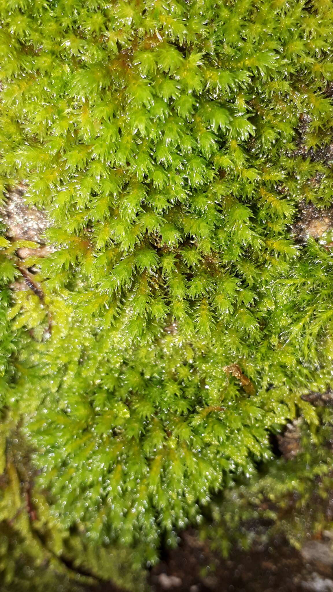 Image of aquatic racomitrium moss