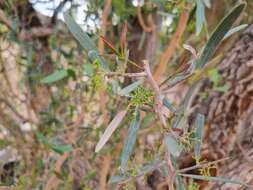 Image of Gymnosporia linearis subsp. lanceolata (E. Mey. ex Sond.) Jordaan