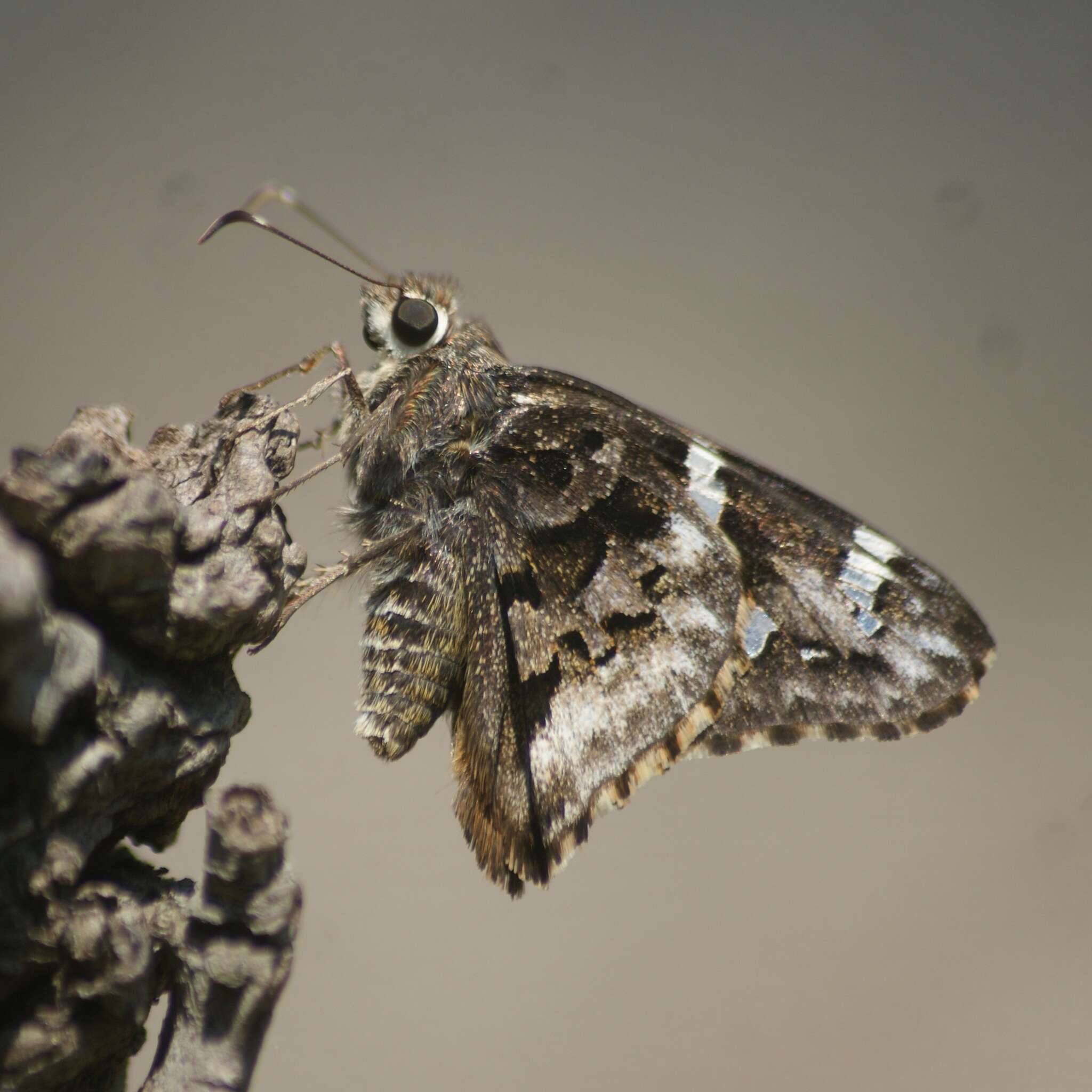 Image de Codatractus bryaxis Hewitson 1867