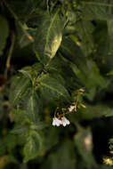 Rhinacanthus gracilis Klotzsch resmi