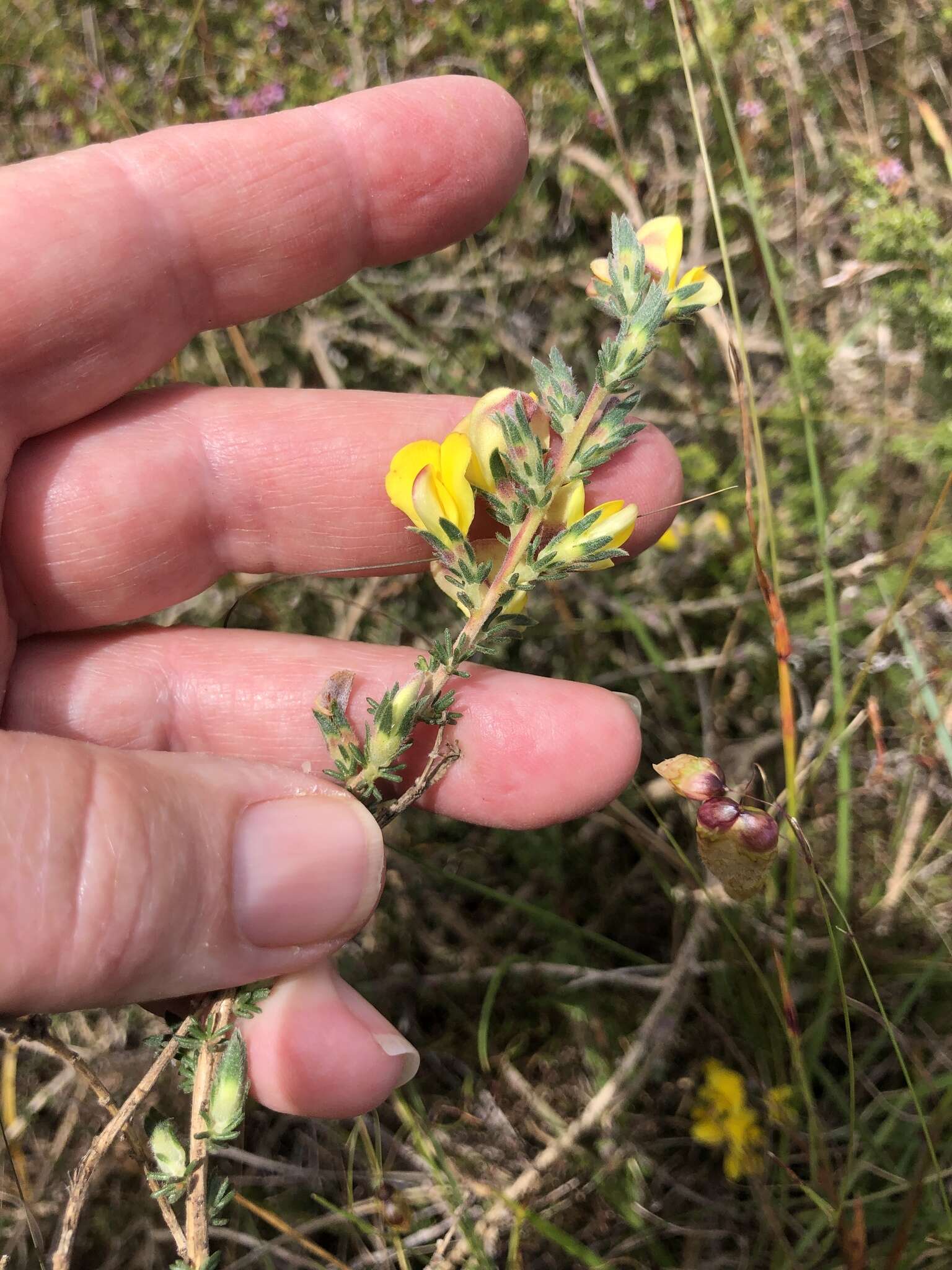 Plancia ëd Aspalathus linguiloba R. Dahlgren