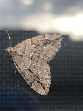 Image of juniper carpet