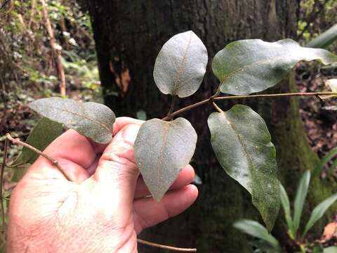 Image of Parsonsia velutina R. Br.