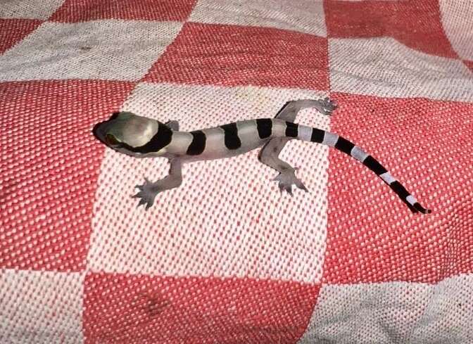 Image of Banded Leaf-toed Gecko