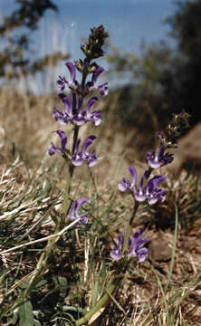 Imagem de Salvia cana Wall. ex Benth.