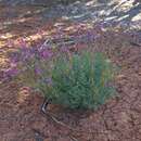 Plancia ëd Astragalus coltonii var. moabensis M. E. Jones