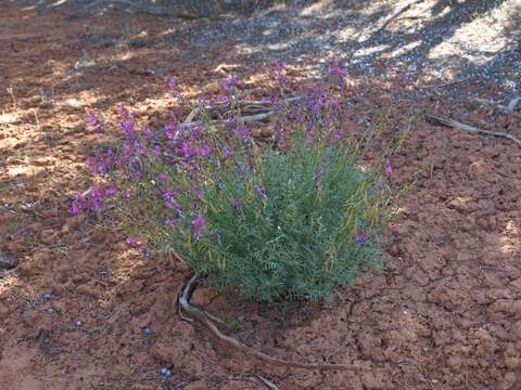 Image of Moab milkvetch