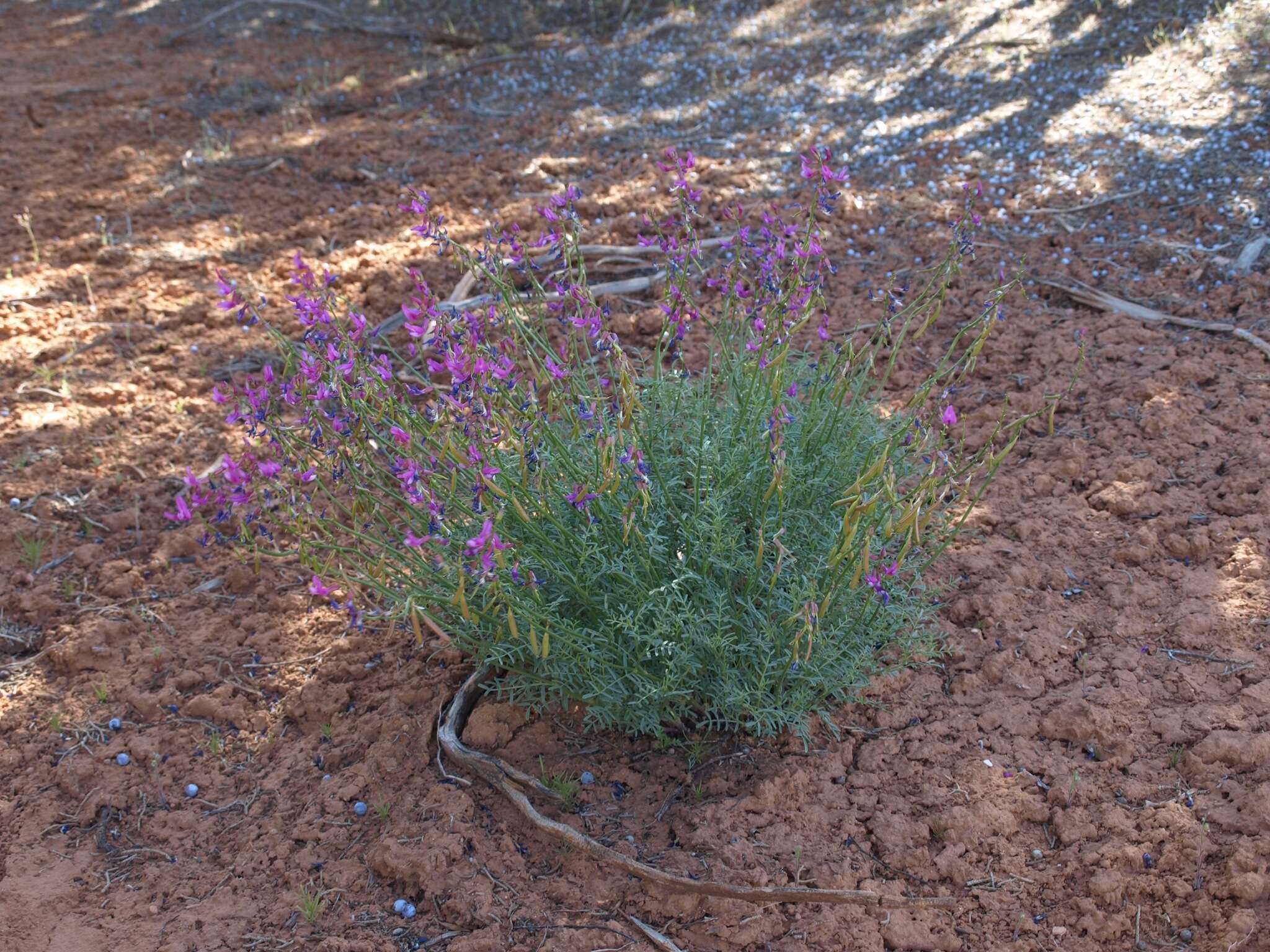 Plancia ëd Astragalus coltonii var. moabensis M. E. Jones