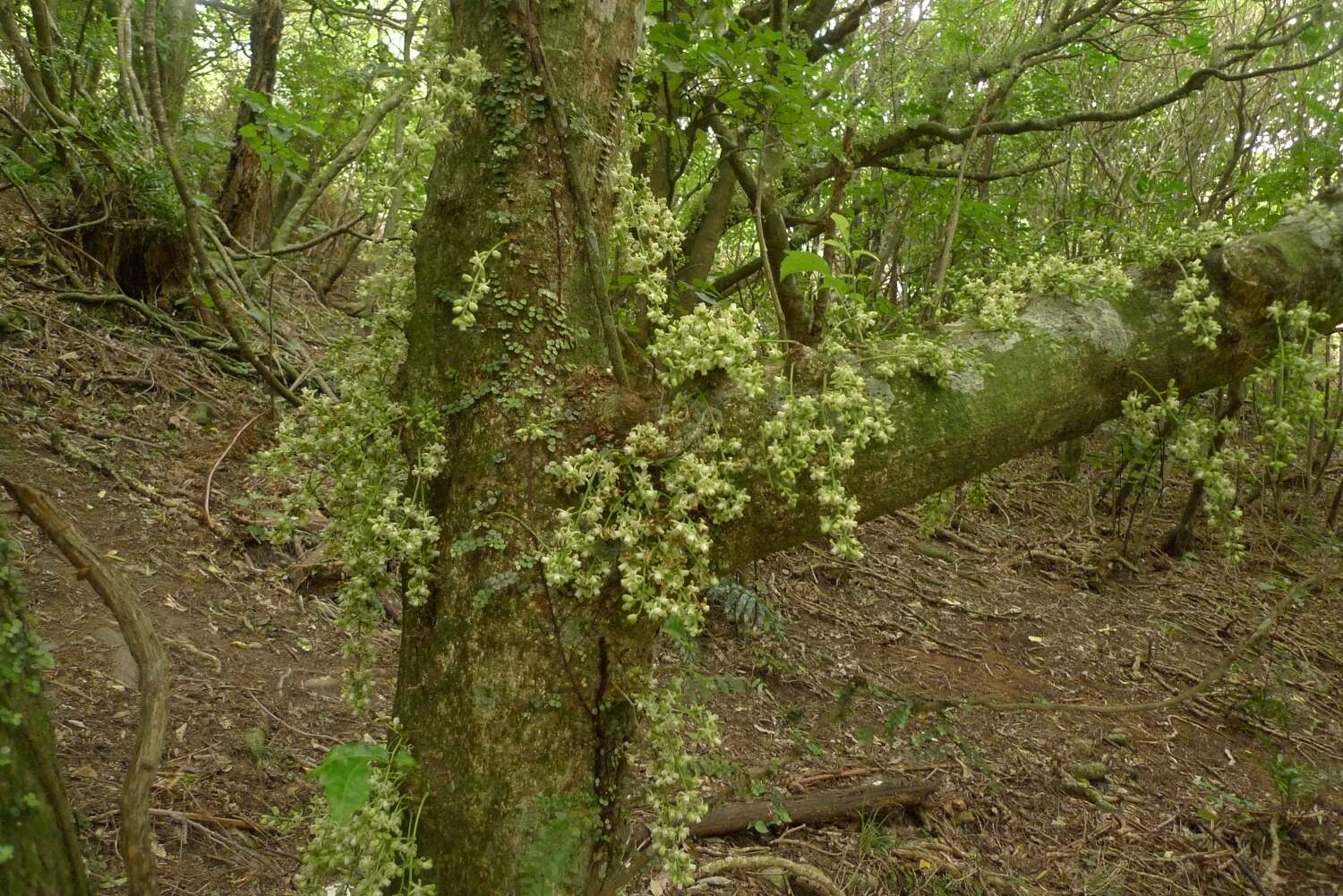 Dysoxylum spectabile (Forst. fil.) Hook. fil. resmi