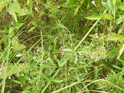 Image of Goatweed