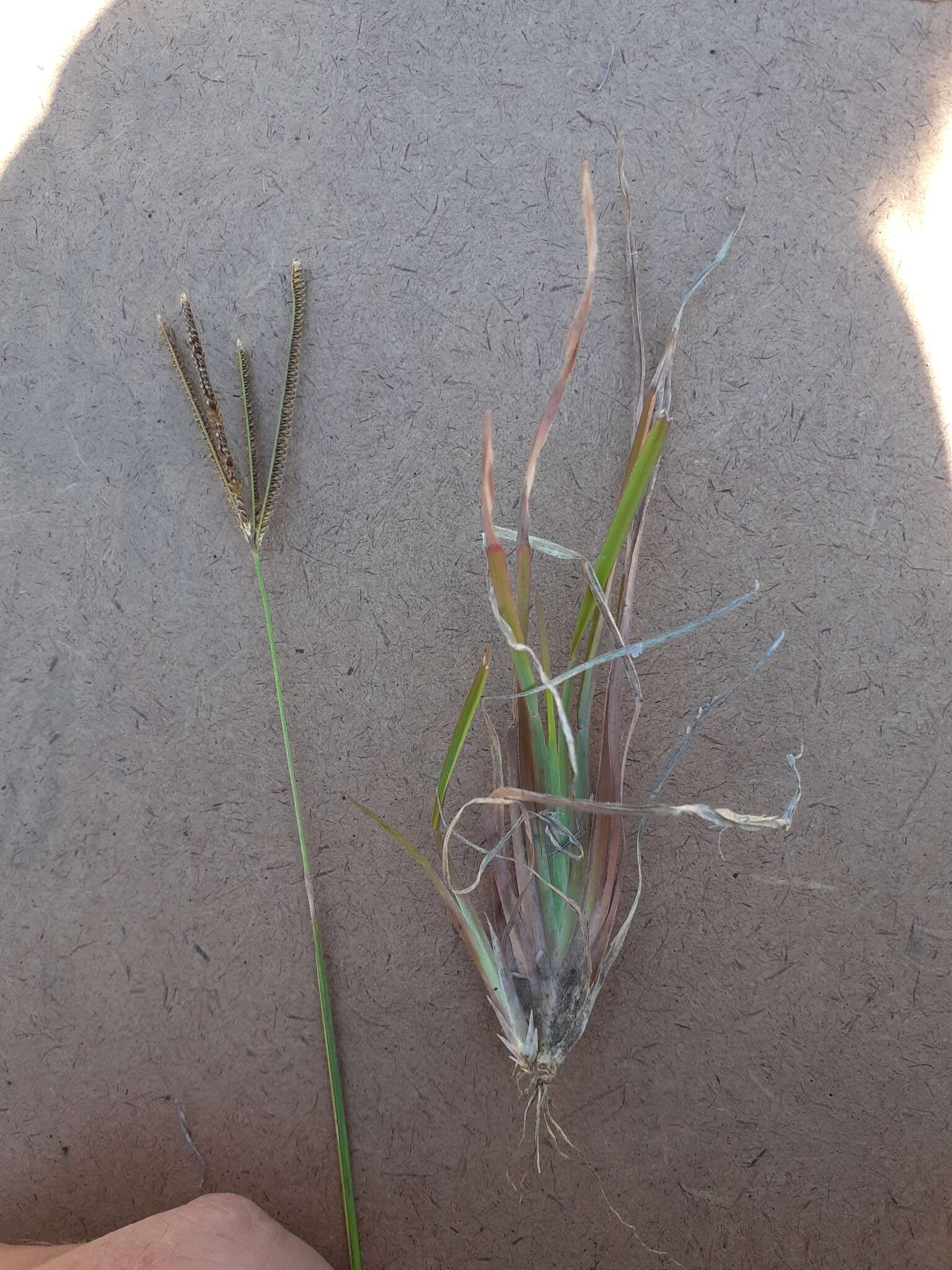 Image of Fan grass