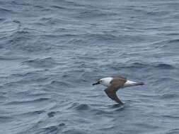 Image of Atlantic Yellow-nosed Albatross