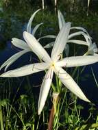 Image de Crinum americanum L.