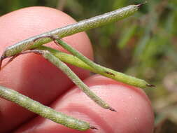 Image of Indigofera filipes Harv.