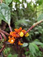 Imagem de Drymonia ambonensis (L. E. Skog) J. L. Clark