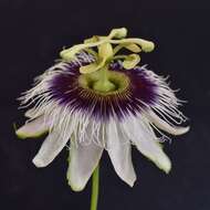 Слика од Passiflora edulis flavicarpa Deg.