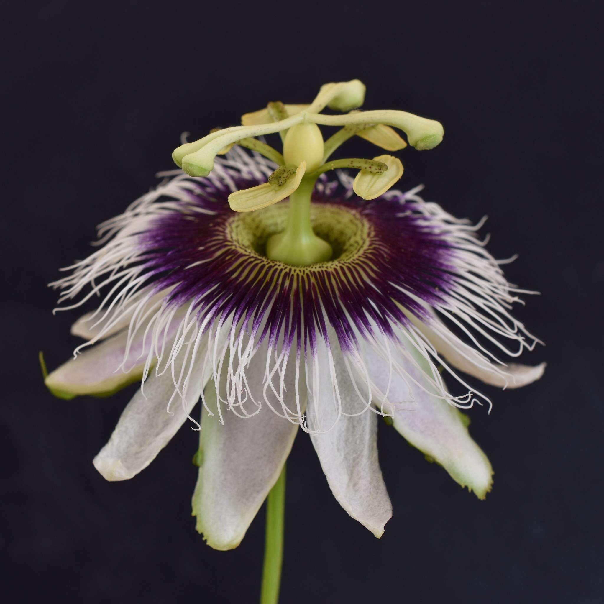 Sivun Passiflora edulis flavicarpa Deg. kuva