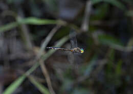 Image of Fat-bellied Emerald